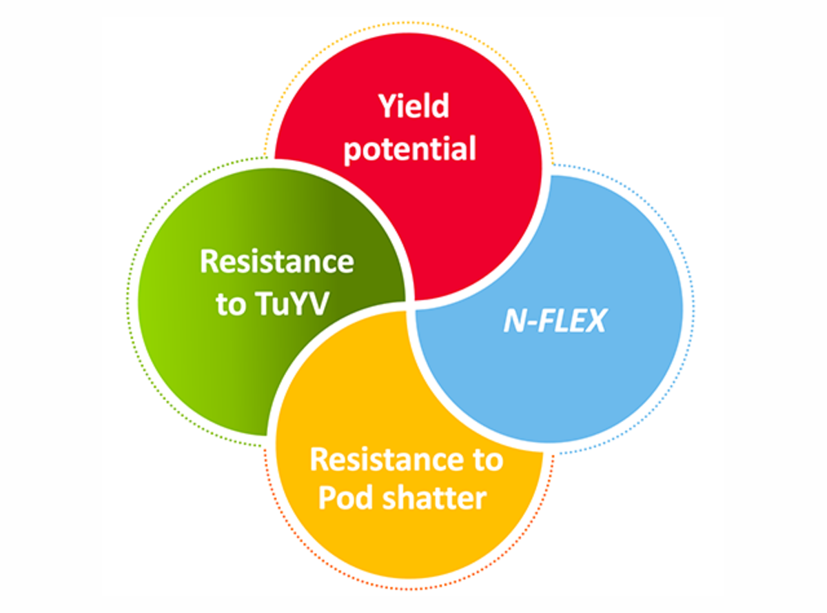 nflex-scheme