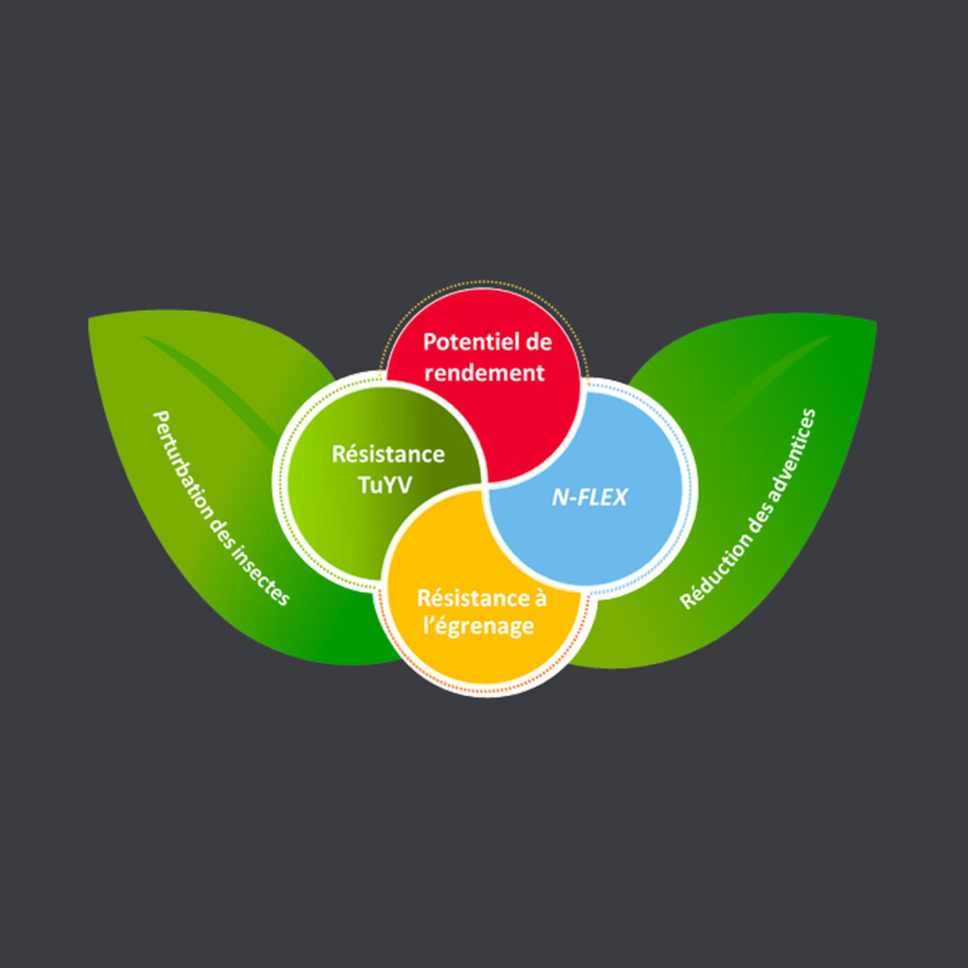 Des-solutions-agronomiques-autour-de-la Des-solutions-agronomiques-autour-de-la