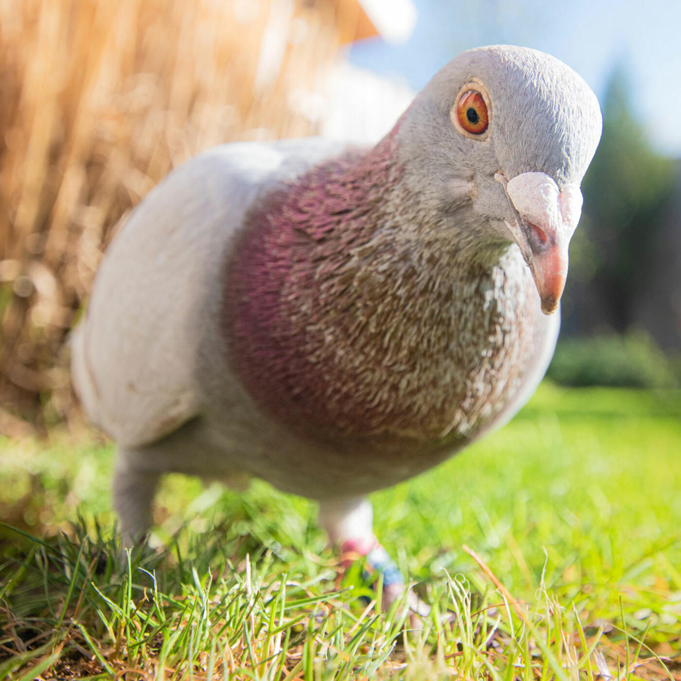 pigeon pigeon
