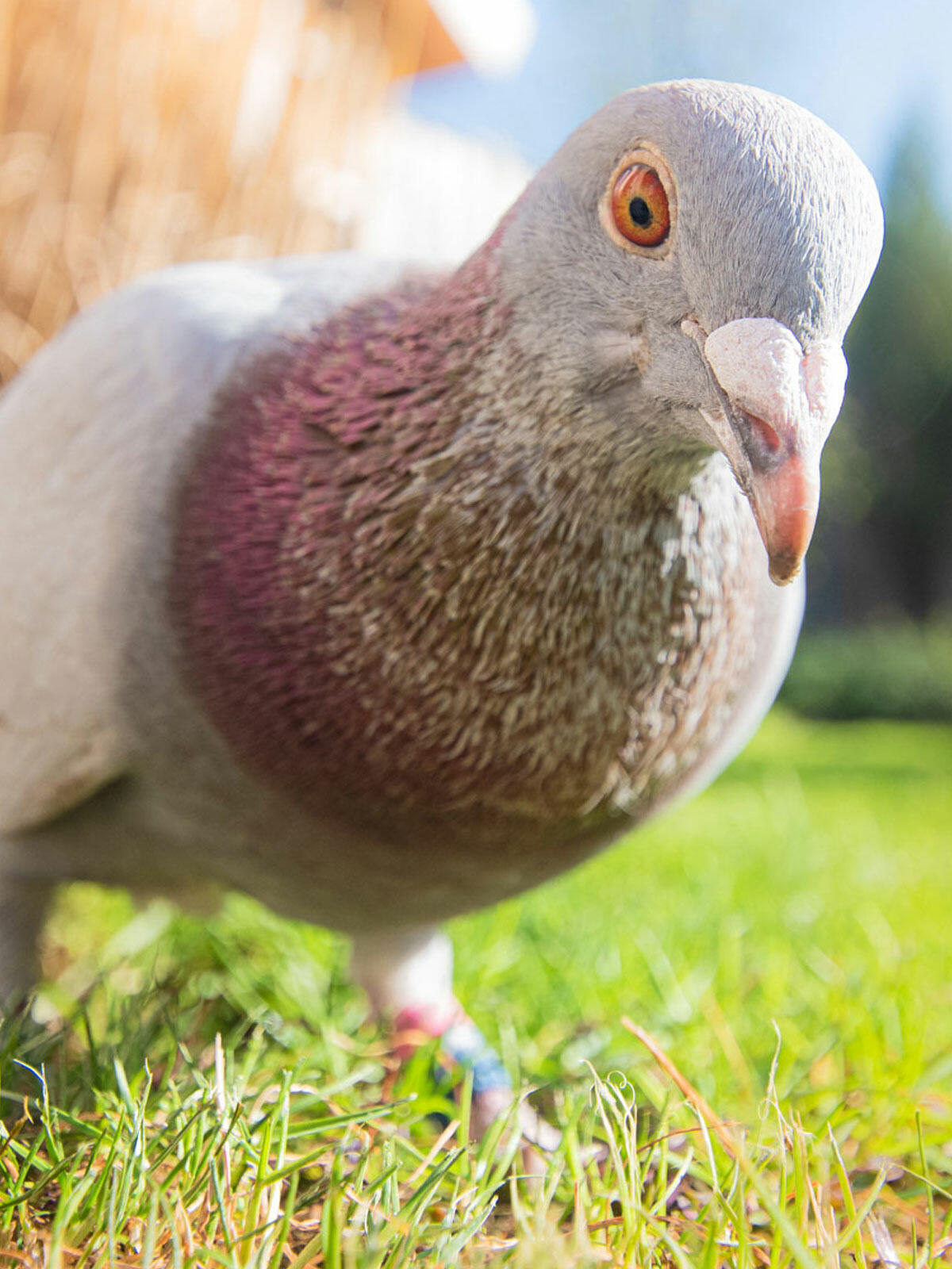 pigeon-mobile pigeon-mobile