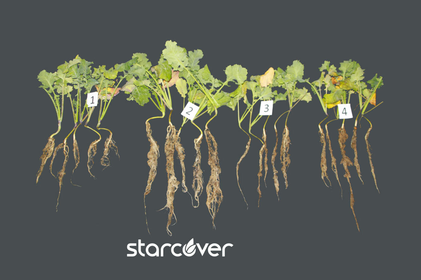 plants-starcover plants-starcover