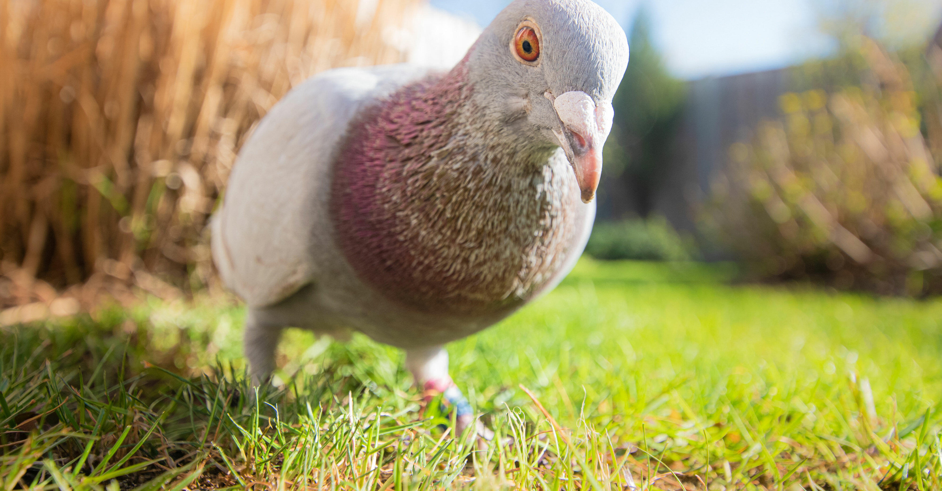 pigeon-peacor