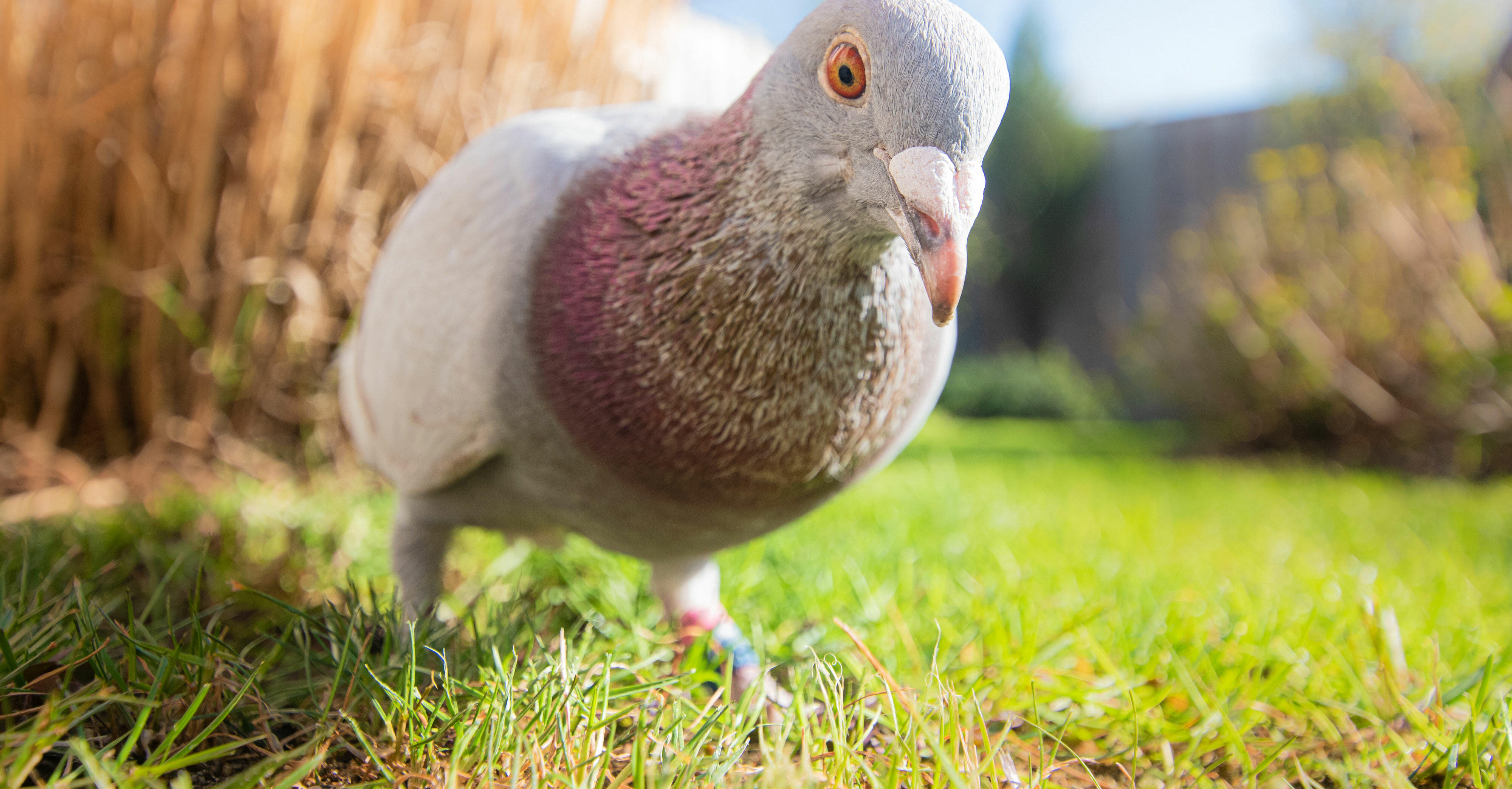 pigeon-peacor pigeon-peacor