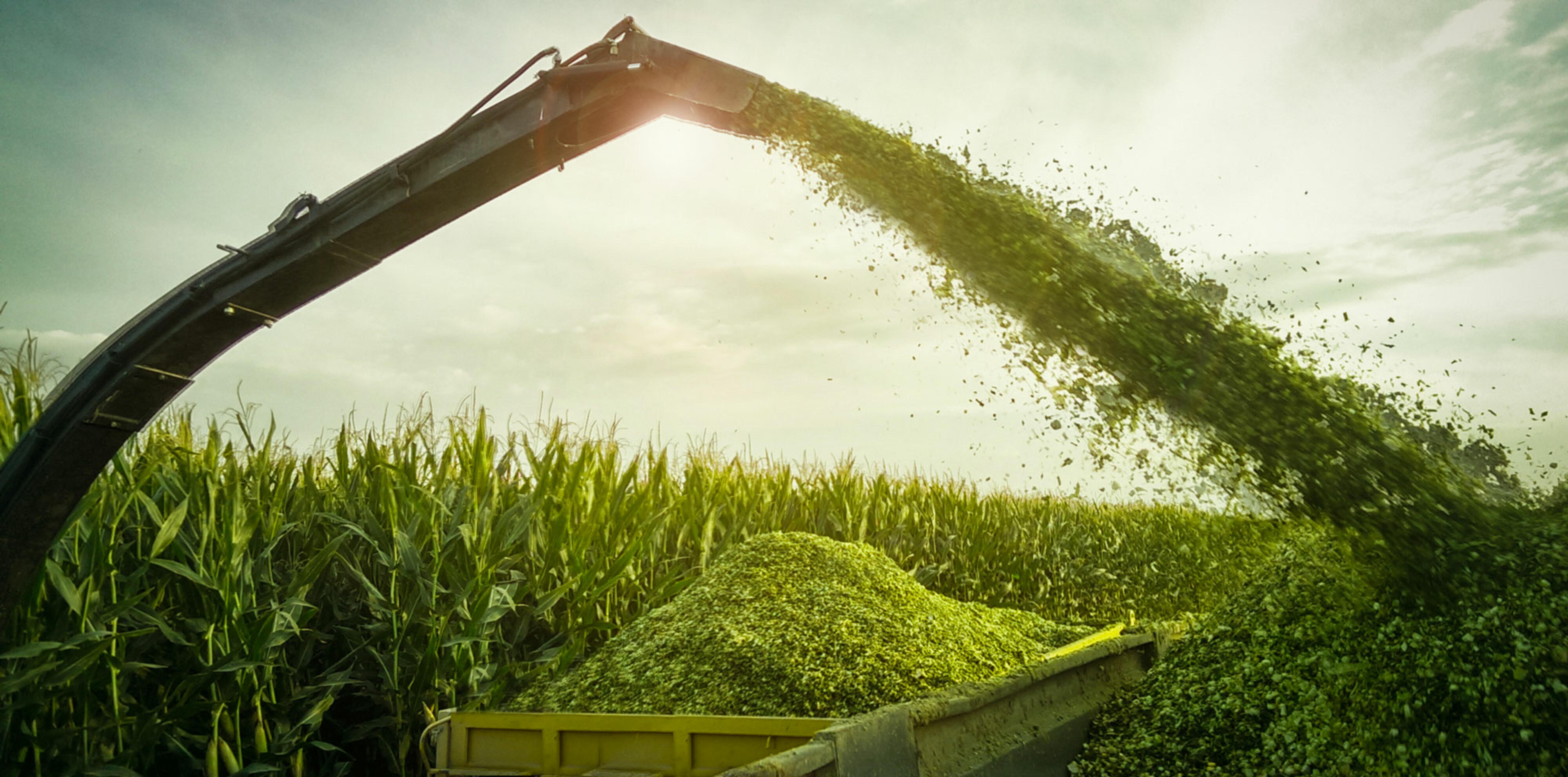 Istock-Mechanical-harvesting-of-maize-plants-624125798_2688x1520