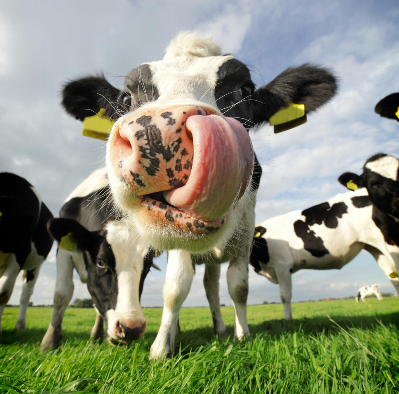 Istock-Cow-with-huge-tongue-183090898_3744x5616