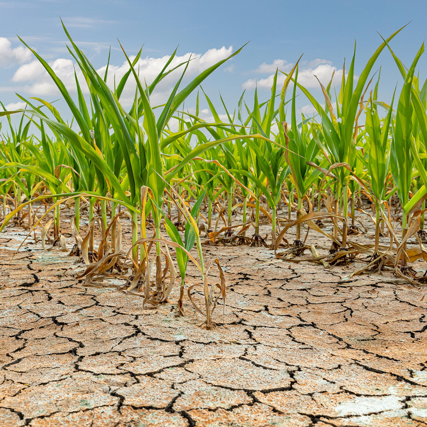 iStock-133984906 iStock-133984906