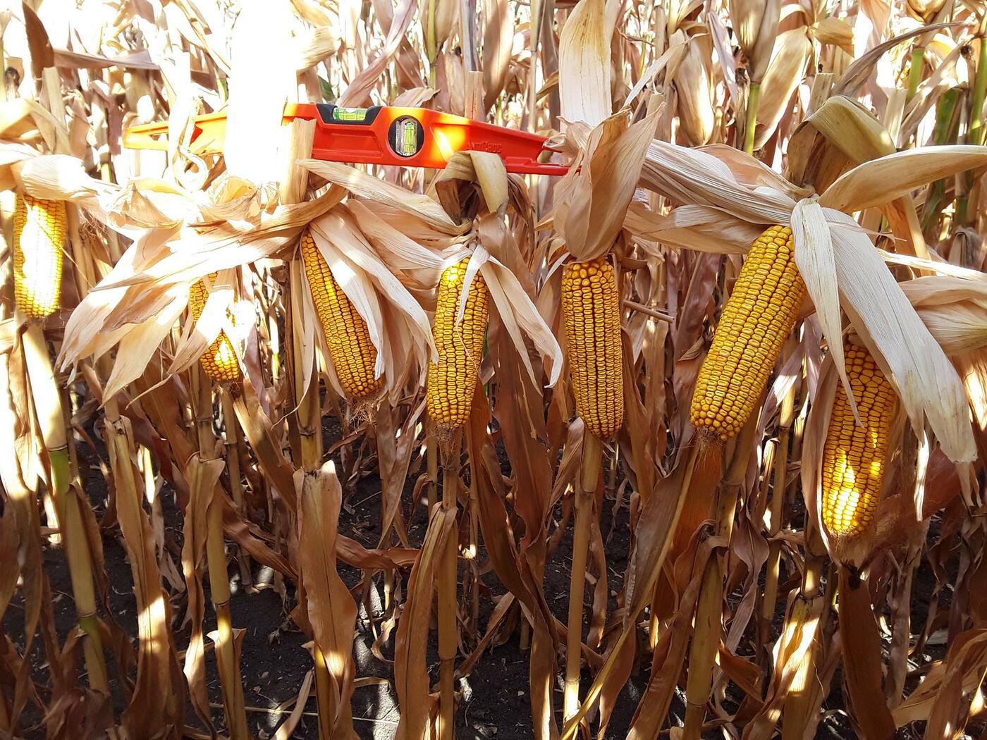 CJ40_ECJ4_ECJ4CJ40008007_LG31380_20230911_2