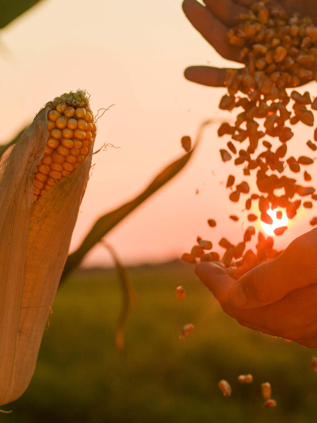 cover_danubia_mobile